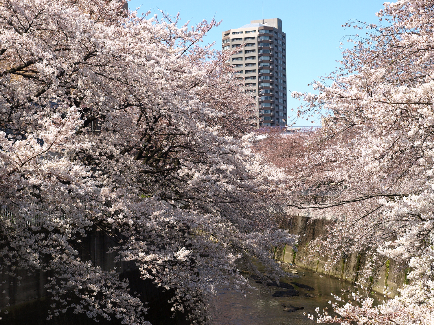 文京区の風景